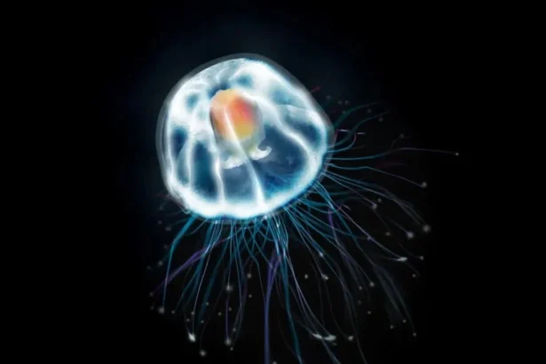 cand incerci sa o omori meduza nu moare o vietate de cativa milimetri pare sa fi descoperit secretul nemuririi 6a78b48f98203
