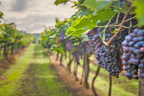 canicula schimba productia de vin spumant din italia recolta incepe mai devreme si se face noaptea 6a7b33504241c