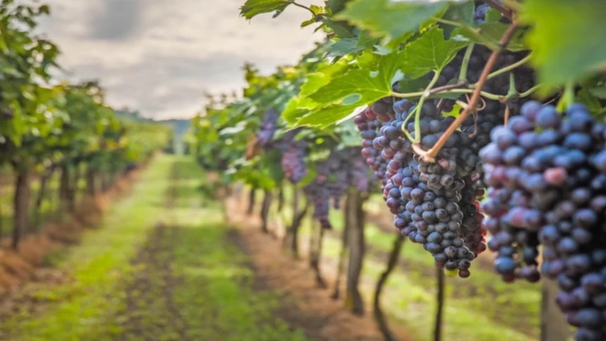 canicula schimba productia de vin spumant din italia recolta incepe mai devreme si se face noaptea 6a7b33504241c