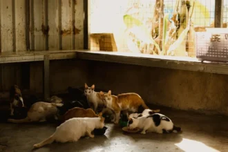 doua pensionare din sudul ucrainei ingrijesc zeci de animale abandonate printre ruine 6a85b25d77964