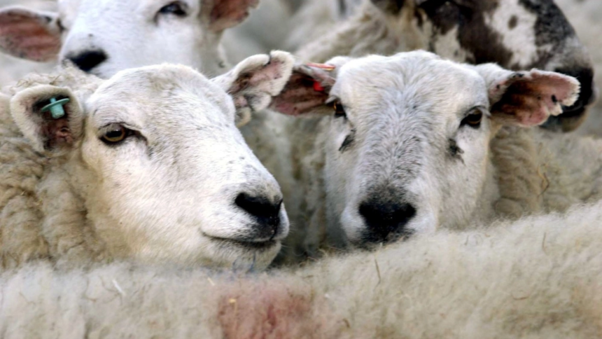 focar de variola ovina intr o comuna din iasi aproximativ 600 de ovine vor fi sacrificate 6a707d5be835f