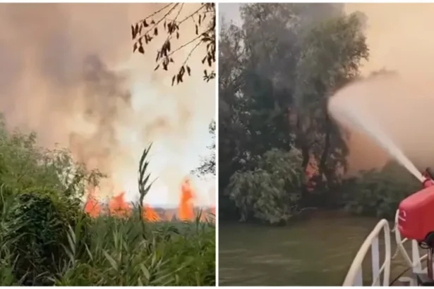 incendiul din delta dunarii continua sa arda 700 de hectare de vegetatie uscata au fost mistuite de flacari 6a84bef060cdc