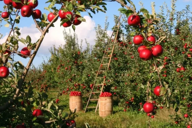 lovitura pentru livezile europei recolta de mere se prabuseste cu 16 ce se intampla cu gala si golden delicious 6a8385c5e6da8
