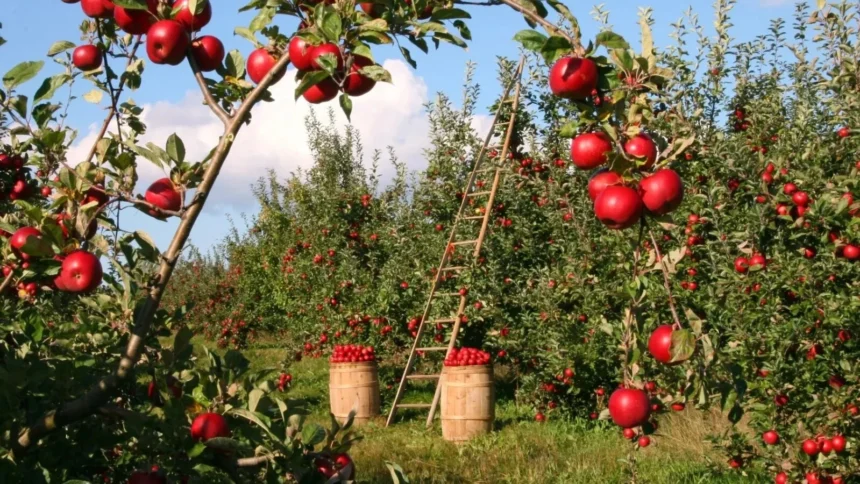 lovitura pentru livezile europei recolta de mere se prabuseste cu 16 ce se intampla cu gala si golden delicious 6a8385c5e6da8