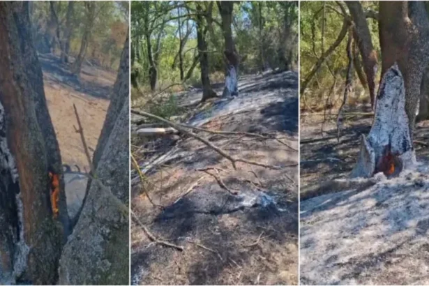 misterul focului din parcul natural lunca muresului fenomenul care ii sperie pe localnici copacii ard de la radacini iar incendiul nu poate fi stins de un an 6a854f1451468
