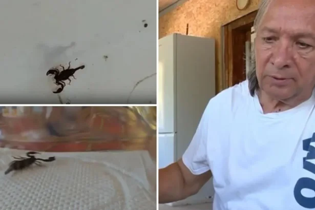 panica intr o gospodarie din buzau scorpioni ajunsi pana in casa proprietarul speriat pericolul ne pandeste la orice pas 6a8c7338a1f3d