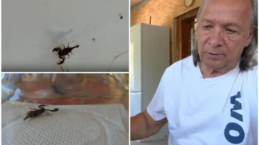 panica intr o gospodarie din buzau scorpioni ajunsi pana in casa proprietarul speriat pericolul ne pandeste la orice pas 6a8c7338a1f3d