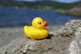 peste 90 000 de rate de plastic au fost lansate pe raul chicago la ducky derby 6a75fcc425cd8