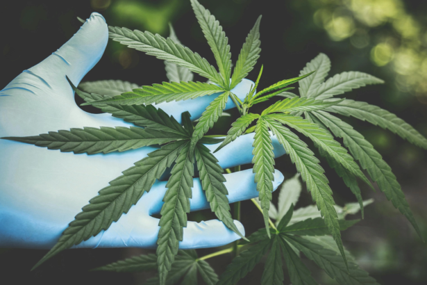plantatie uriasa de canabis camuflata pe malul muresului 100 de plante in greutate de 65 de kilograme descoperite de anchetatori 6a808ea54b1cb