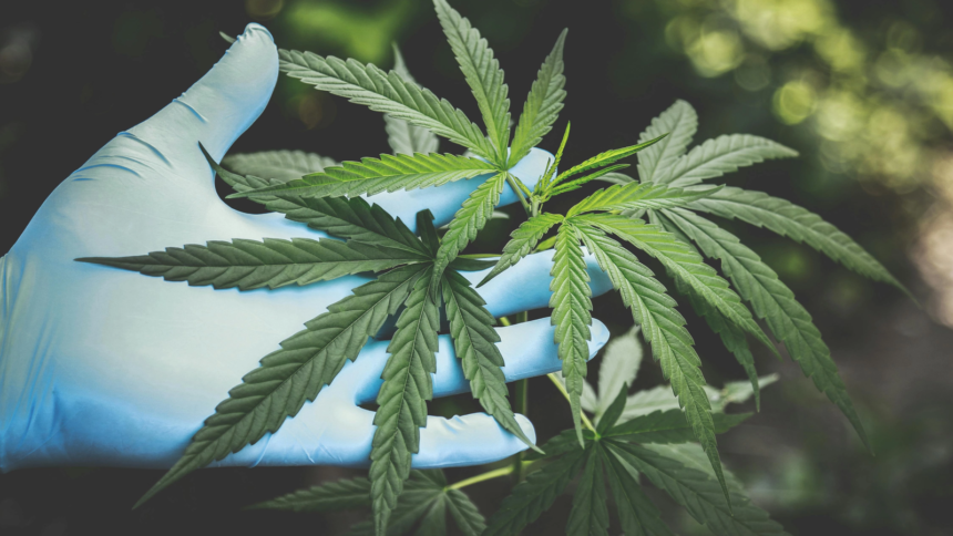 plantatie uriasa de canabis camuflata pe malul muresului 100 de plante in greutate de 65 de kilograme descoperite de anchetatori 6a808ea54b1cb