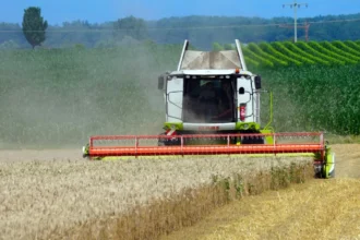 romania da lovitura pe ogoare recolta record la grau rapita si orz cifrele care schimba harta cerealelor in europa 6a8d5b3cbe7b2