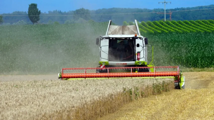 romania da lovitura pe ogoare recolta record la grau rapita si orz cifrele care schimba harta cerealelor in europa 6a8d5b3cbe7b2