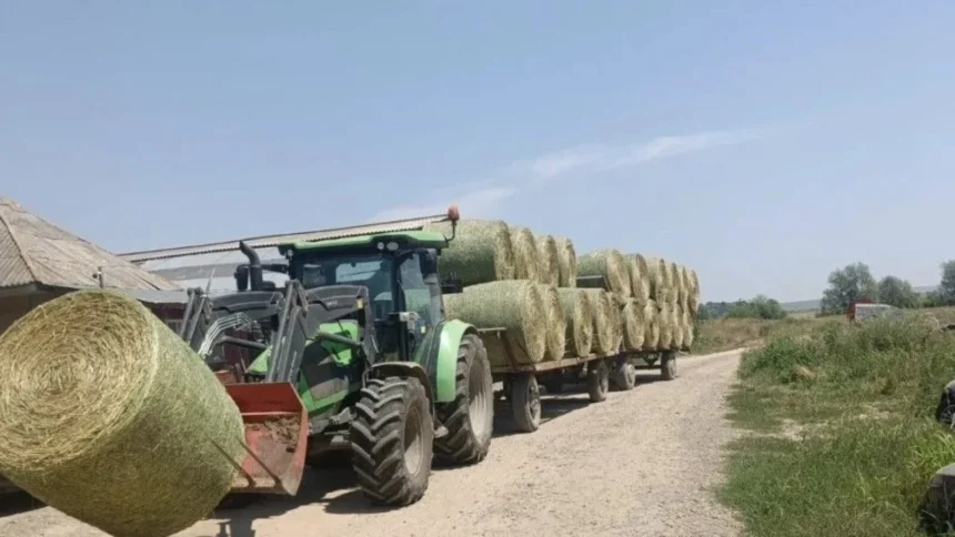 seceta aprinde piata furajelor fermierii elvetieni au ajuns sa cumpere masiv fan din franta 6a88b32aa082b