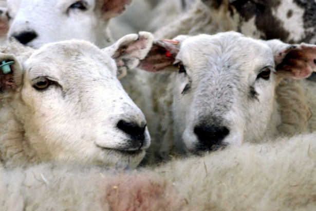 transport ilegal de ovine cu final neasteptat 41 de miei lipsa ancheta pentru furt calificat 6a748a7de0856