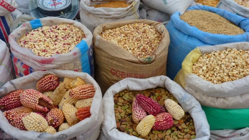 ue intoarce macazul pe piata cerealelor exporturile de grau si orz se prabusesc importurile de porumb cresc 6a85f794880ae