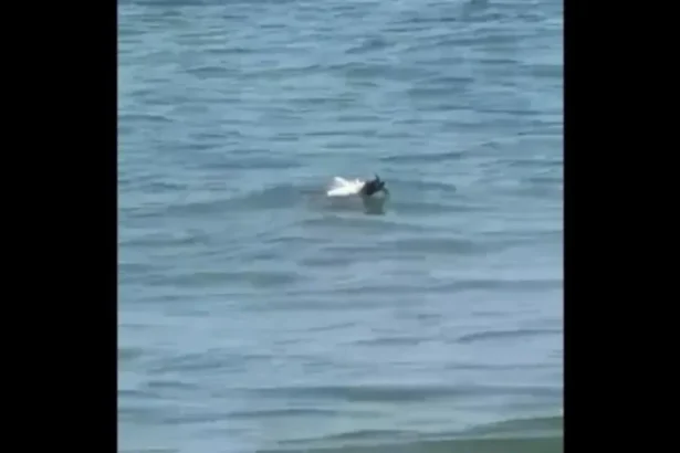 video alerta pe o plaja din mamaia o drona a fost gasita in apa in zona loft 6a733c7e91fcb