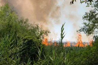 video puternic incendiu de vegetatie in delta dunarii pericol de propagare si la fondul forestier nava multirol intervina la fata locului 6a8331a3efe0b