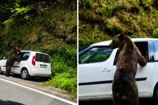 video un urs a spart geamul unei masini pe transfagarasan in cautare de mancare ce faceau in tot acest timp proprietarii 6a71abb43fc18