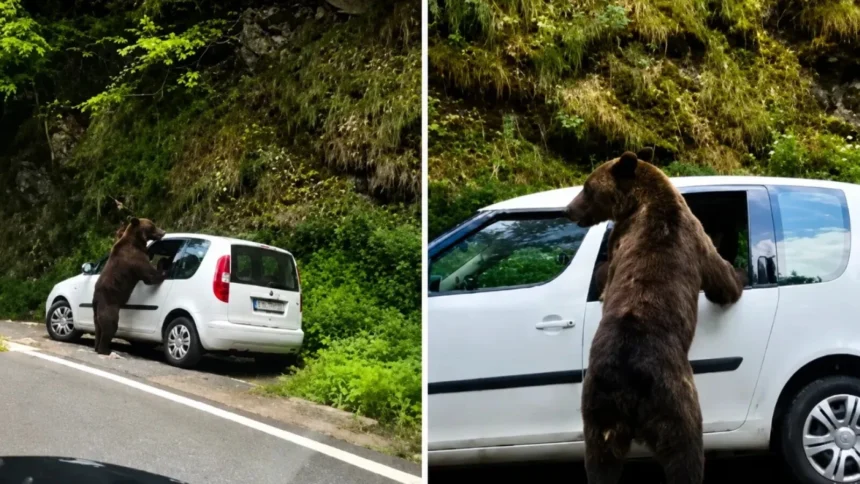 video un urs a spart geamul unei masini pe transfagarasan in cautare de mancare ce faceau in tot acest timp proprietarii 6a71abb43fc18