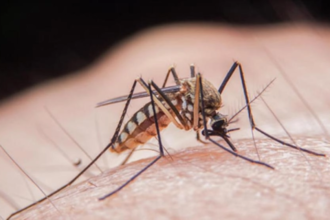 virusul west nile incepe sa cuprinda europa dupa romania expertii cer consolidarea masurilor de control 6a8adc3ab4593