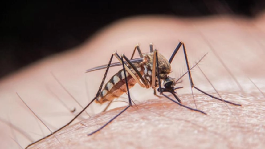 virusul west nile incepe sa cuprinda europa dupa romania expertii cer consolidarea masurilor de control 6a8adc3ab4593
