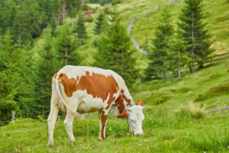 doua noi cazuri de rabie in harghita o pisica a atacat mai multe persoane iar o bovina prezenta semne clinice 6ac50e24ea367