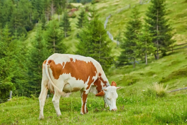 doua noi cazuri de rabie in harghita o pisica a atacat mai multe persoane iar o bovina prezenta semne clinice 6ac50e24ea367