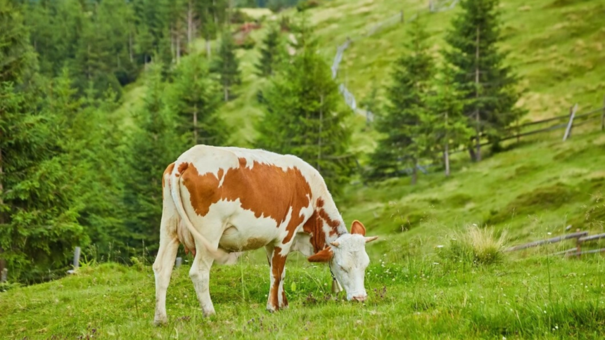 doua noi cazuri de rabie in harghita o pisica a atacat mai multe persoane iar o bovina prezenta semne clinice 6ac50e24ea367