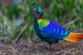 fenomen uimitor in himalaya de ce au inceput aceste pasari spectaculoase sa si schimbe vocea 6ac5ac3c3b580