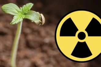 floarea de pe campurile din romania care poate sa absoarba substantele radioactive 6abf5b6a2a71b