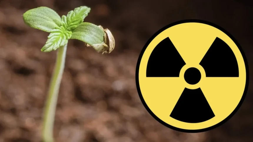 floarea de pe campurile din romania care poate sa absoarba substantele radioactive 6abf5b6a2a71b