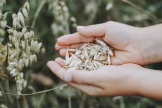 gaura uriasa in recolta europei 16 milioane de tone de cereale au disparut de pe radar agricultura incheie sezonul sub presiune 6ac003d938824