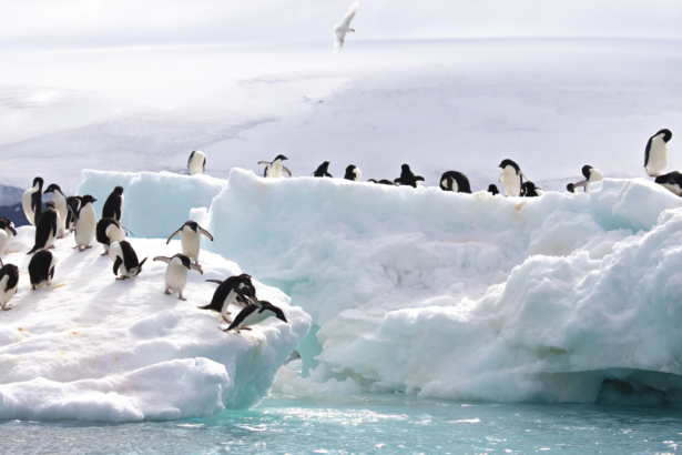 o disparitie foarte rapida semnal de alarma in antarctica peste 680 000 de pinguini au disparut de pe o insula in doar 14 ani 6ac81e026dbaf