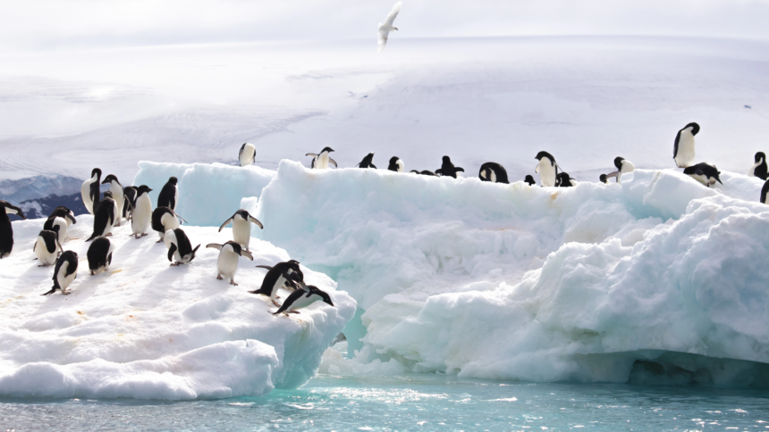 o disparitie foarte rapida semnal de alarma in antarctica peste 680 000 de pinguini au disparut de pe o insula in doar 14 ani 6ac81e026dbaf