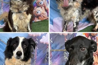 protest de amploare in bucuresti peste 70 de ong uri si iubitori de animale ies in strada duminica 6ac140537bd7e