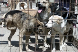 protest in capitala pentru sustinerea drepturilor animalelor 6ac24f0970b5d