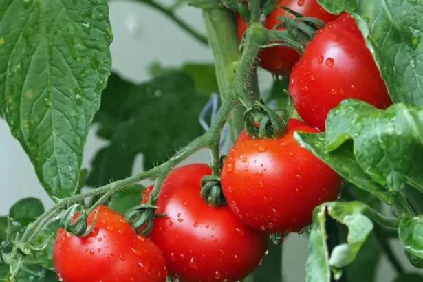 se aprinde piata tomatelor preturile urca peste media ultimilor cinci ani in europa 6ac1d3eec4a28