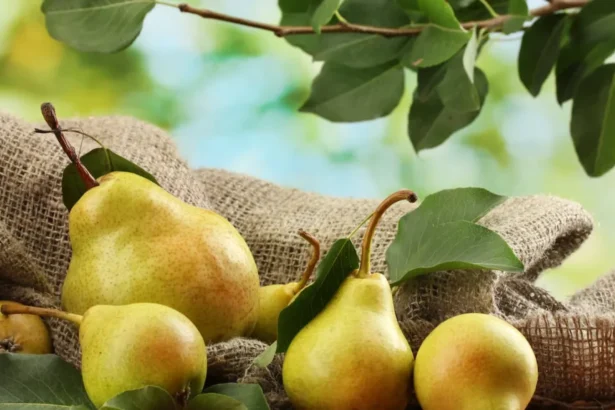 vara extremelor lasa urme in livezile frantei ce ar putea insemna recolta afectata pentru piata din romania 6adc08190b1b2