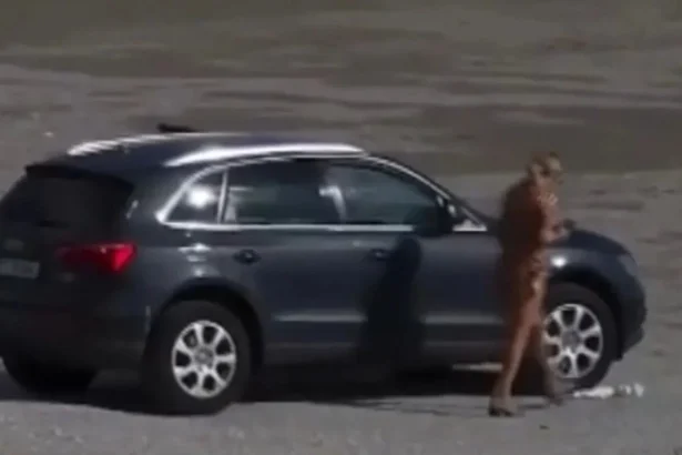 video bizoni cu masina pe plaja o femeie a intrat cu suv ul pe o plaja din cap aurora ce amenda a primit 6addd8232e5c7