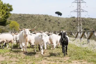 video lapte de capra fara gustul si mirosul care ii indeparteaza pe cumparatori cercetatorii din romania au gasit solutia o noua rasa in fermele din tara 6ace84b28ab46