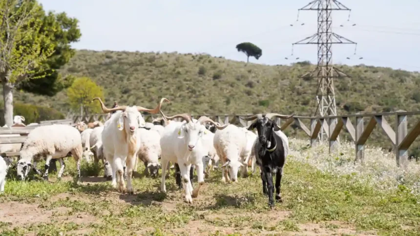 video lapte de capra fara gustul si mirosul care ii indeparteaza pe cumparatori cercetatorii din romania au gasit solutia o noua rasa in fermele din tara 6ace84b28ab46