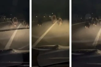 video mai multi ursi surprinsi pe o sosea din alba o ursoaica si trei pui fugeau pe benzile de circulatie 6ac0fd971efff