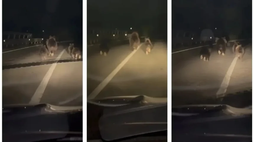 video mai multi ursi surprinsi pe o sosea din alba o ursoaica si trei pui fugeau pe benzile de circulatie 6ac0fd971efff